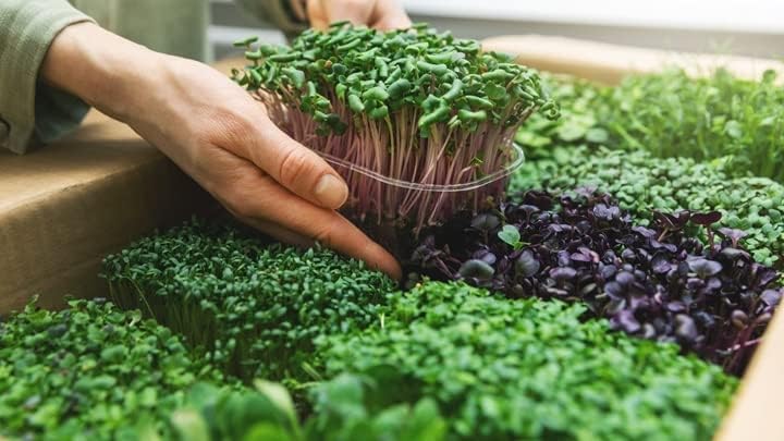 Organic Microgreens Premium Potting Mix: A Finely Crafted Blend of Canadian Peat Moss, Cococoir, Perlite, Worm Castings, and Lime for Optimal Microgreen Growth and Nourishment - 3 Quart