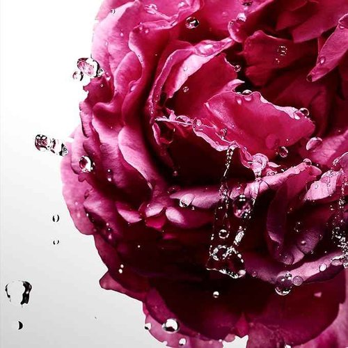 Davidoff Cool Water Sea Rose Eau de Toilette – Women's Floral Perfume – With Notes of Nashi pear & Peonies – Long Lasting Fragrance 3.4 fl oz