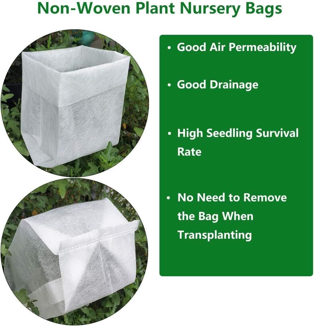 Pink Lemonade Blueberry ( Vaccinium ) - Quart Pot