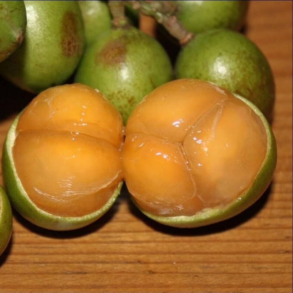 Grafted Spanish Lime (Melicoccus bijugatu) Tropical Fruit Tree 12"