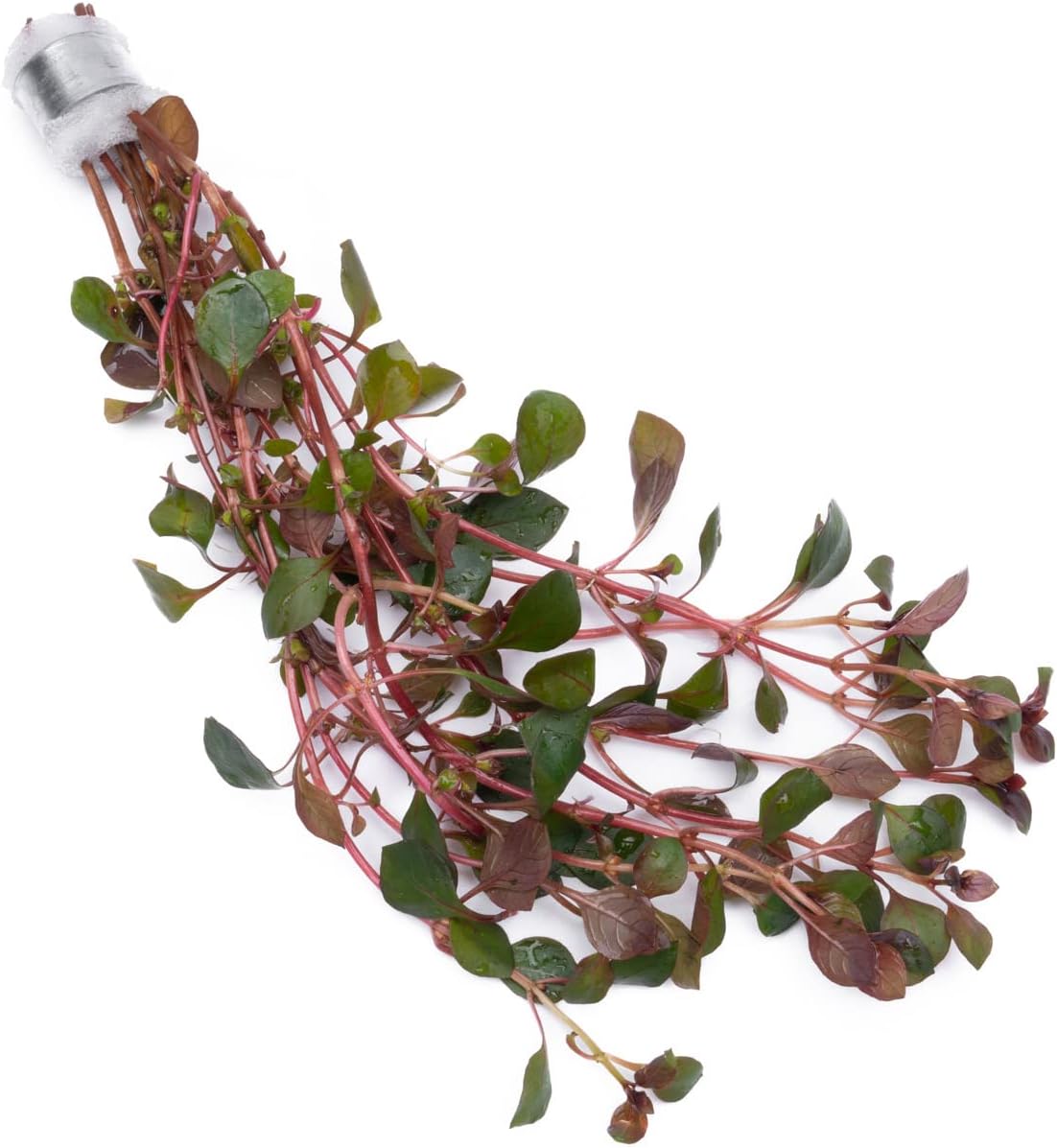 Mini Bolbitis Baby Leaf - Live Aquarium Plant for Fish Tank Decorations (1 Pot)