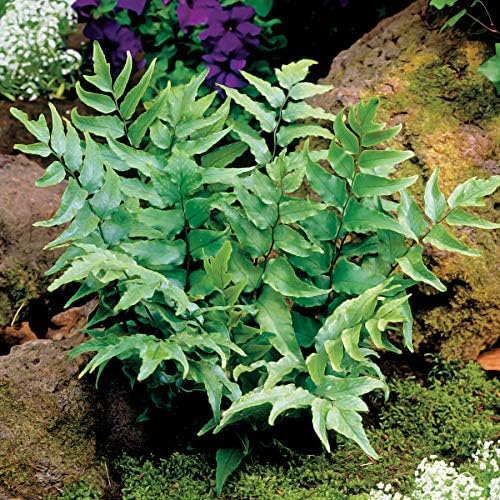 Japanese Holly Fern - 3 Live Plants - Cyrtomium Falcatum Rochfordianum