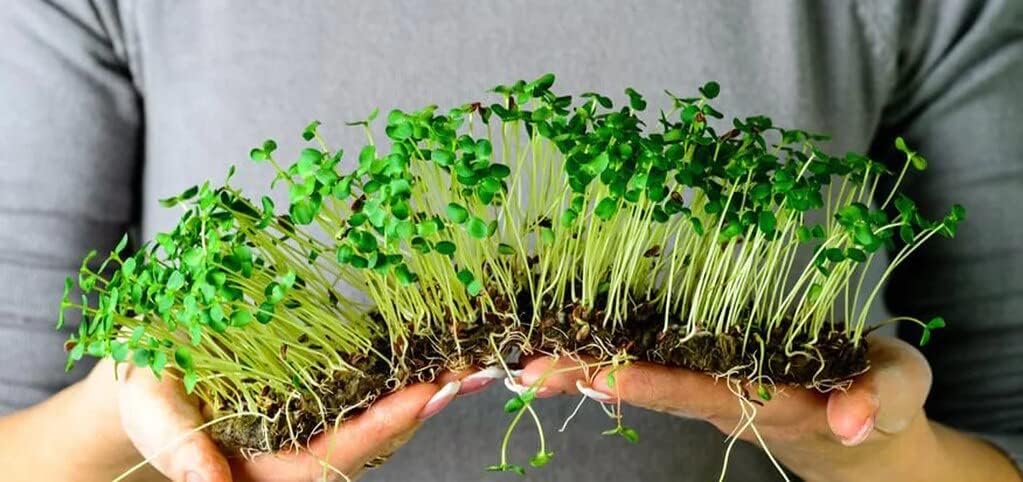 Organic Microgreens Premium Potting Mix: Optimal Air, Moisture, and Nutrient Control for Robust Microgreen Growth - 5 Quart