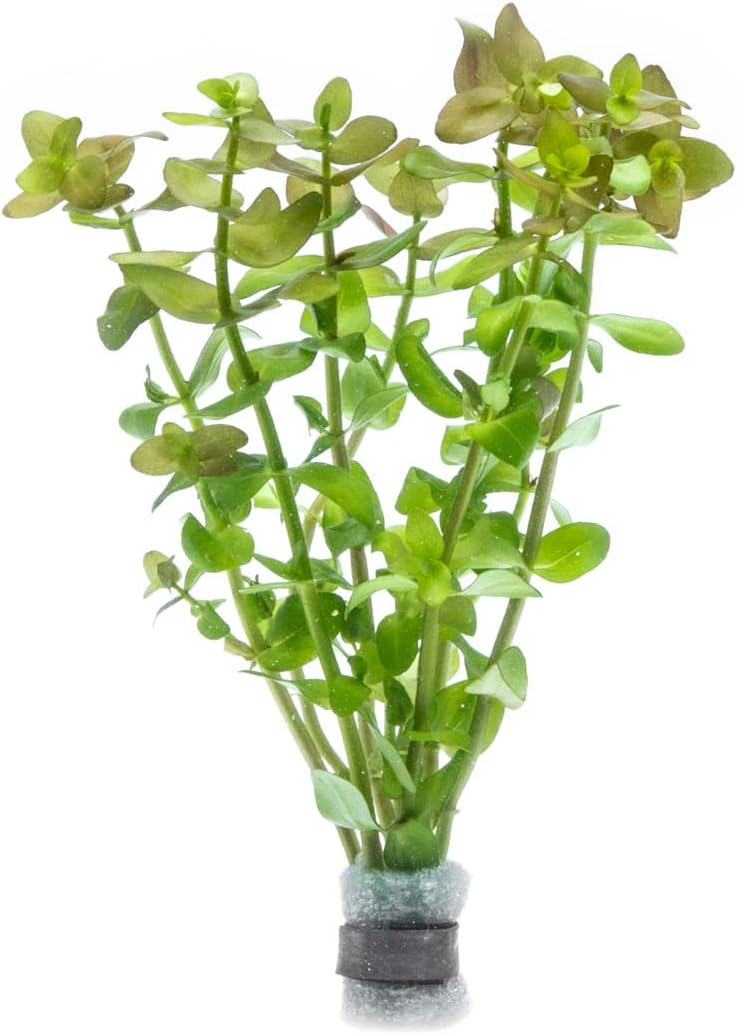 Live Aquarium Red Stem Plants - Freshwater Aquatic Plant for Fish Tanks, Aquascaping - (Ludwigia Natans Super, 1 Bunch)