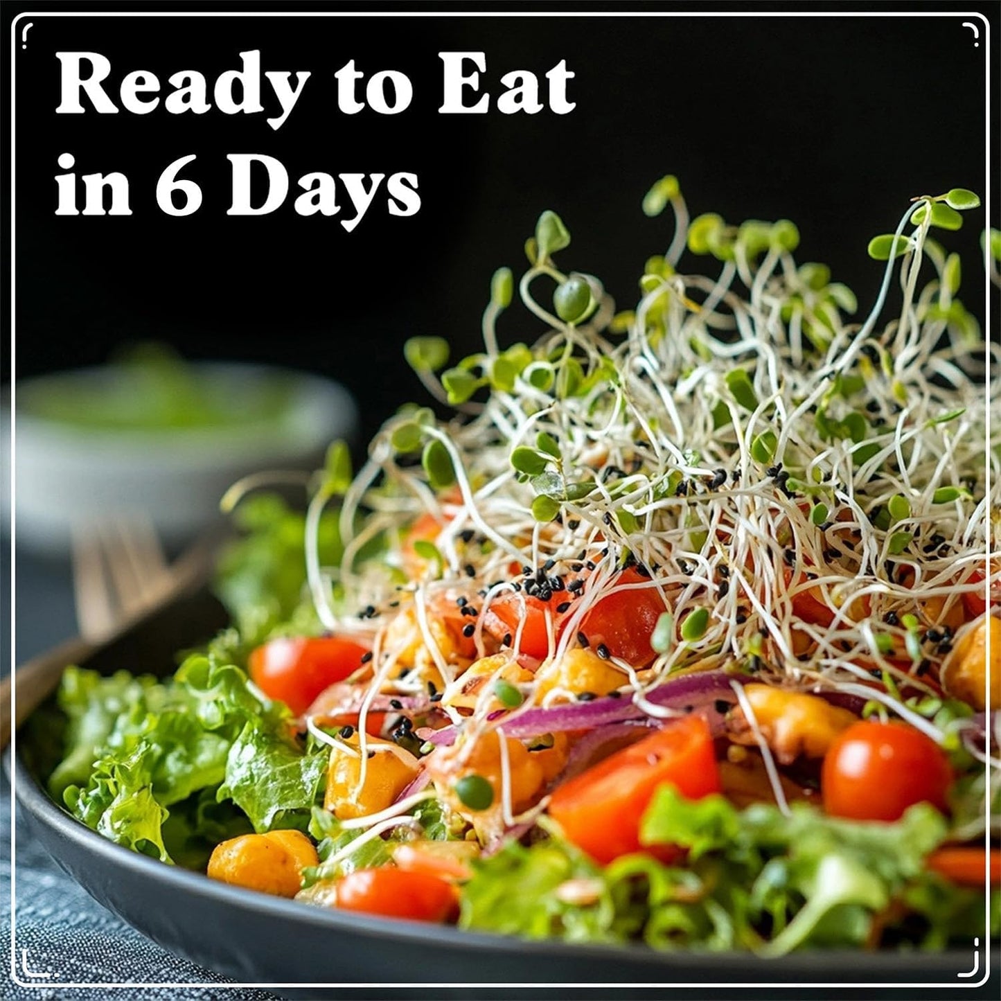 Seedboy Organic Sprouting Seeds - Gut Health Blend - Non-GMO, USA Grown Microgreens Mix - Clover, Alfalfa, Fenugreek, Dill - Makes 8 Quarts of Sprouts, 24 Servings (8 oz) (Gut Health Blend)