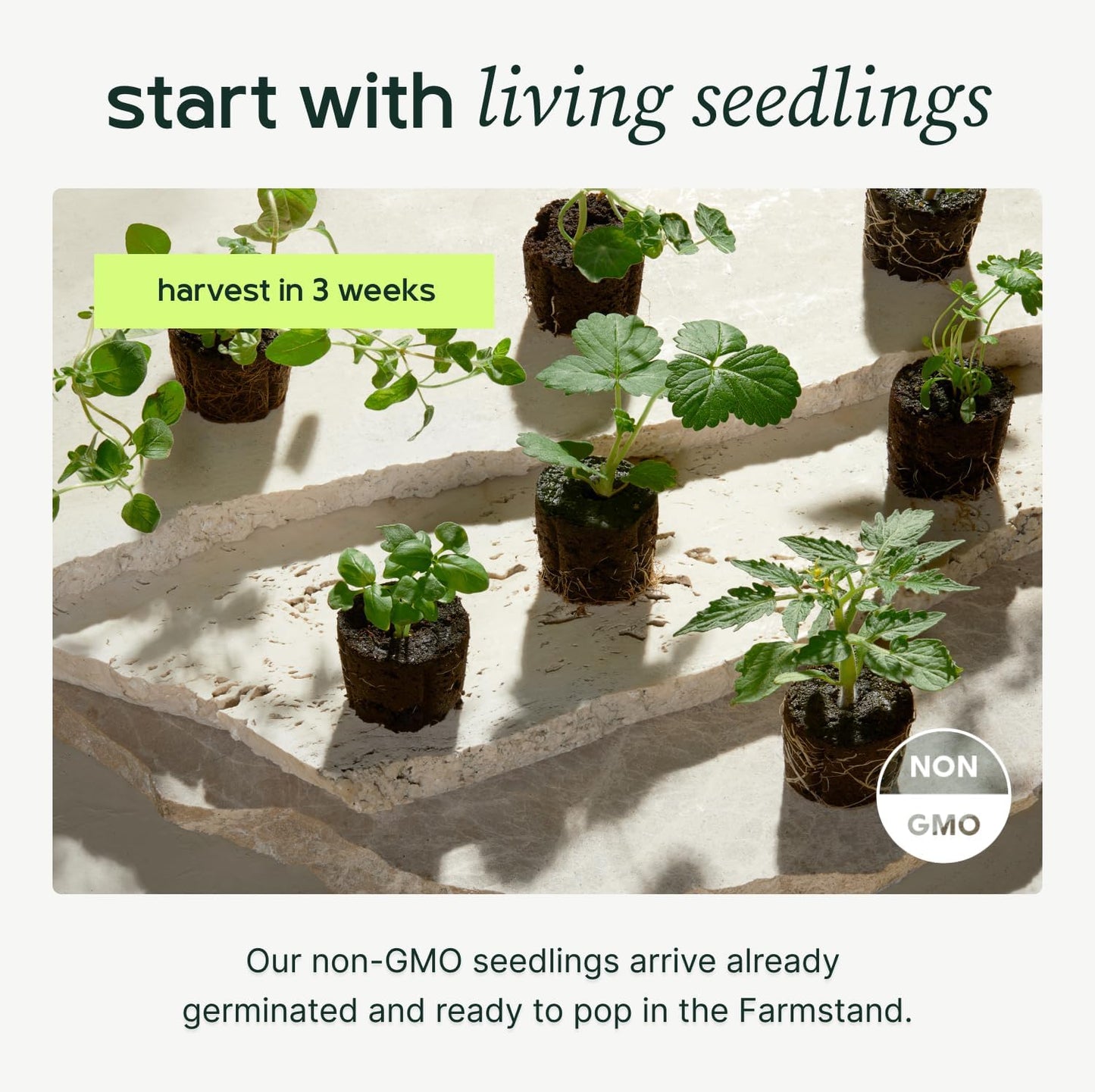 Farmstand Starter Kit + 18 Seedling Credits | Small Hydroponic Growing System Kit | Self-Watering Outdoor Vertical Garden Planter Tower | 4ft 3in | Made in USA