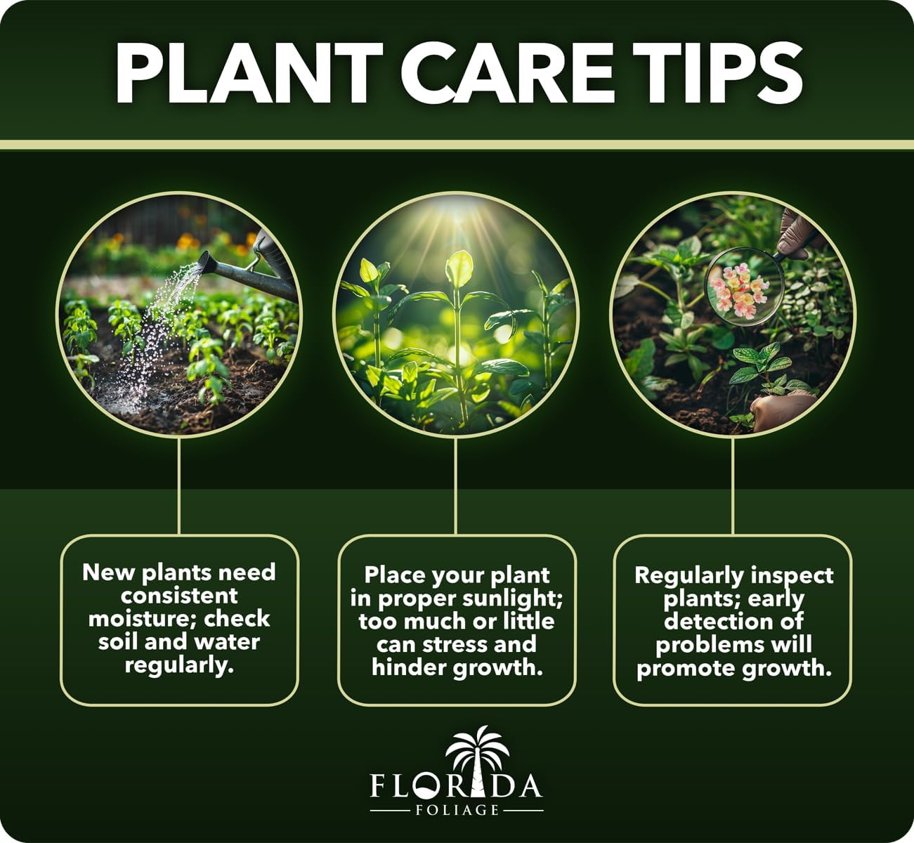 Japanese Holly Fern - 20 Live Plants - Cyrtomium Falcatum Rochfordianum