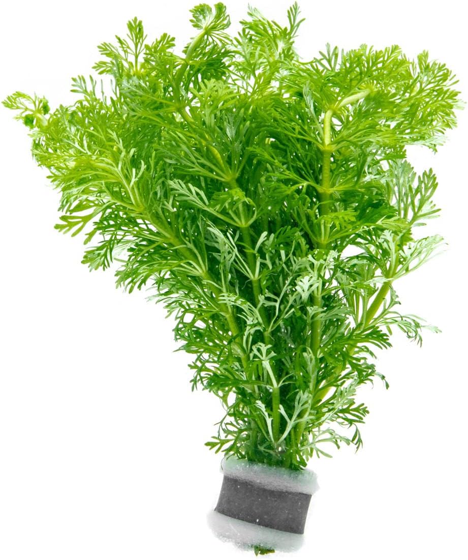 Live Aquarium Stem Plants - Freshwater Aquatic Plant for Fish Tanks, Aquascaping - (Micranthemum Umbrosum Giant Baby Tears, 1 Bunch)
