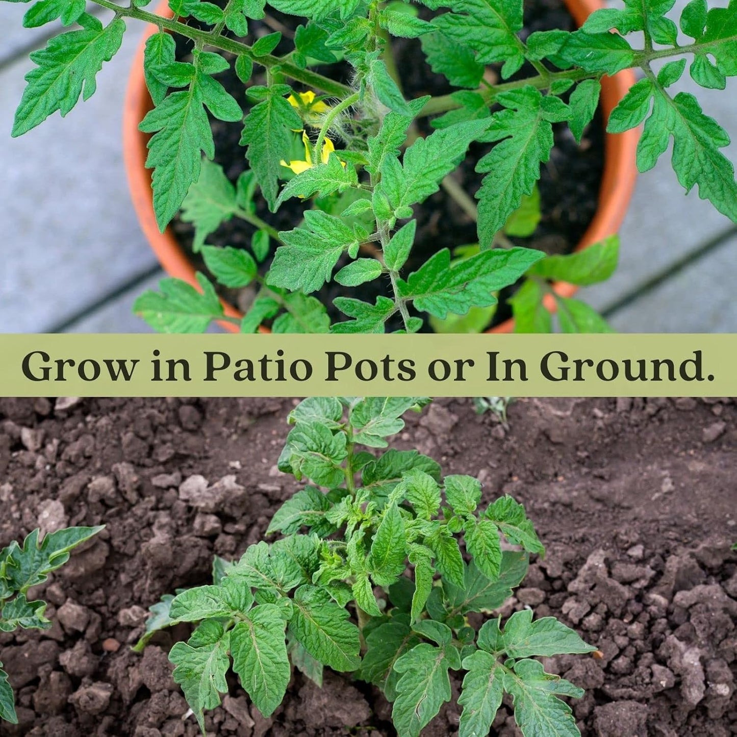 Clovers Garden Big Rainbow Tomato Plants – Two (2) Live Plants – Non-GMO - Not Seeds - Each 4" to 8" Tall – in 4" Inch Pots – Heirloom, Indeterminate