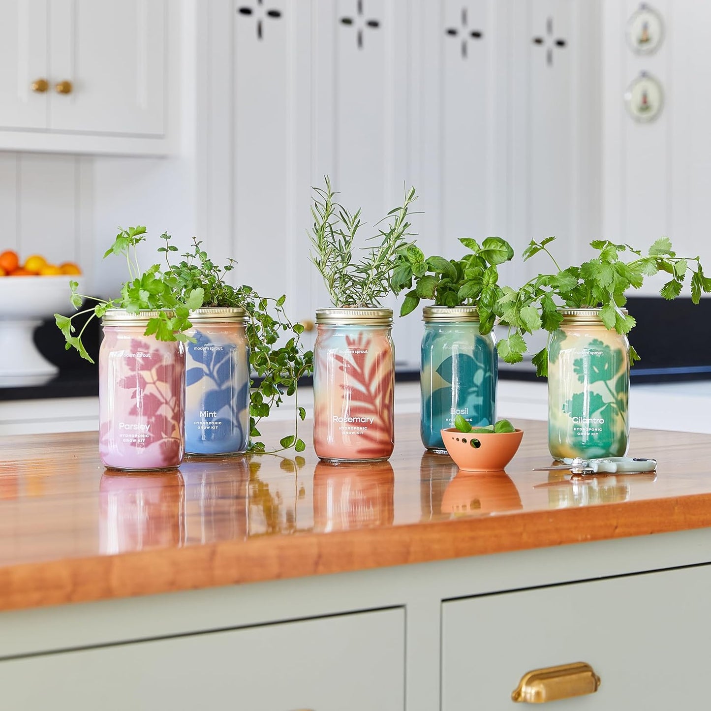 Modern Sprout New & Improved Mason Jar Grow Set 6pk, Indoor Herb Garden, Seed Starter Set, Organic Seeds, Hydroponic Growing (Basil + Mint + Parsley + Cilantro + Rosemary+ Lavender)