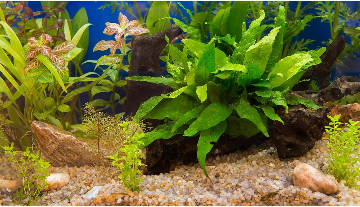Aquarium Backdrop Underwater Grass Leaves Pebble Aquarium Background Vivid and Fresh Green Aquatic Plant Stone River Bed Fish Dead Wood Leaves Tank Background Decors Vinyl 24x16in