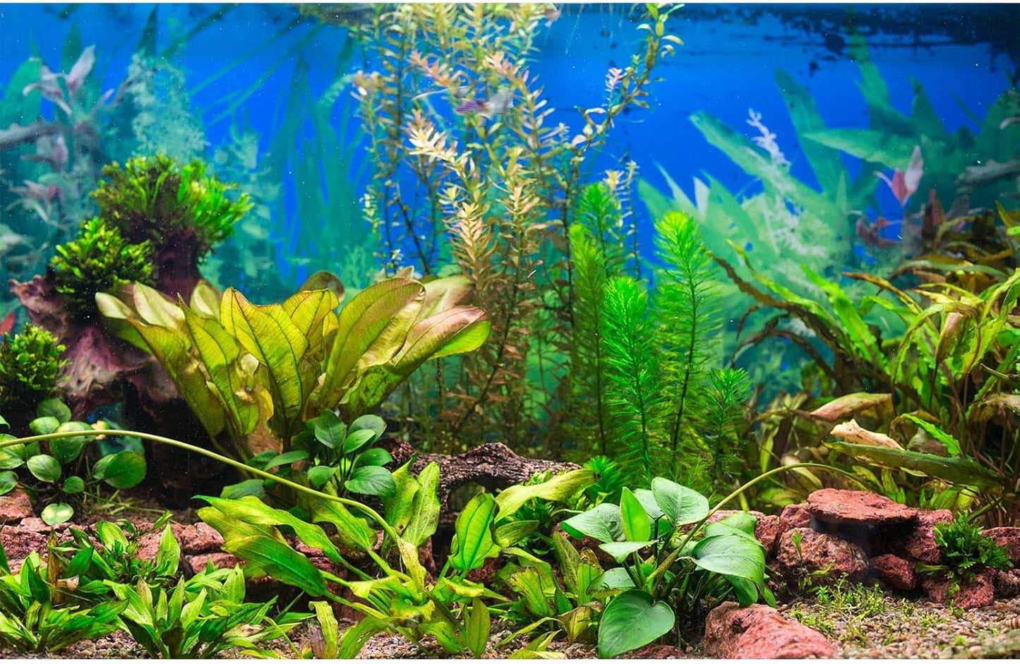 Aquarium Background Various Underwater Grass Plants Aquarium Backdrop Vivid and Fresh Green Aquatic Plants Stone River Bed and Dead Wood Purple Stone Fish Tank Background 36x24in