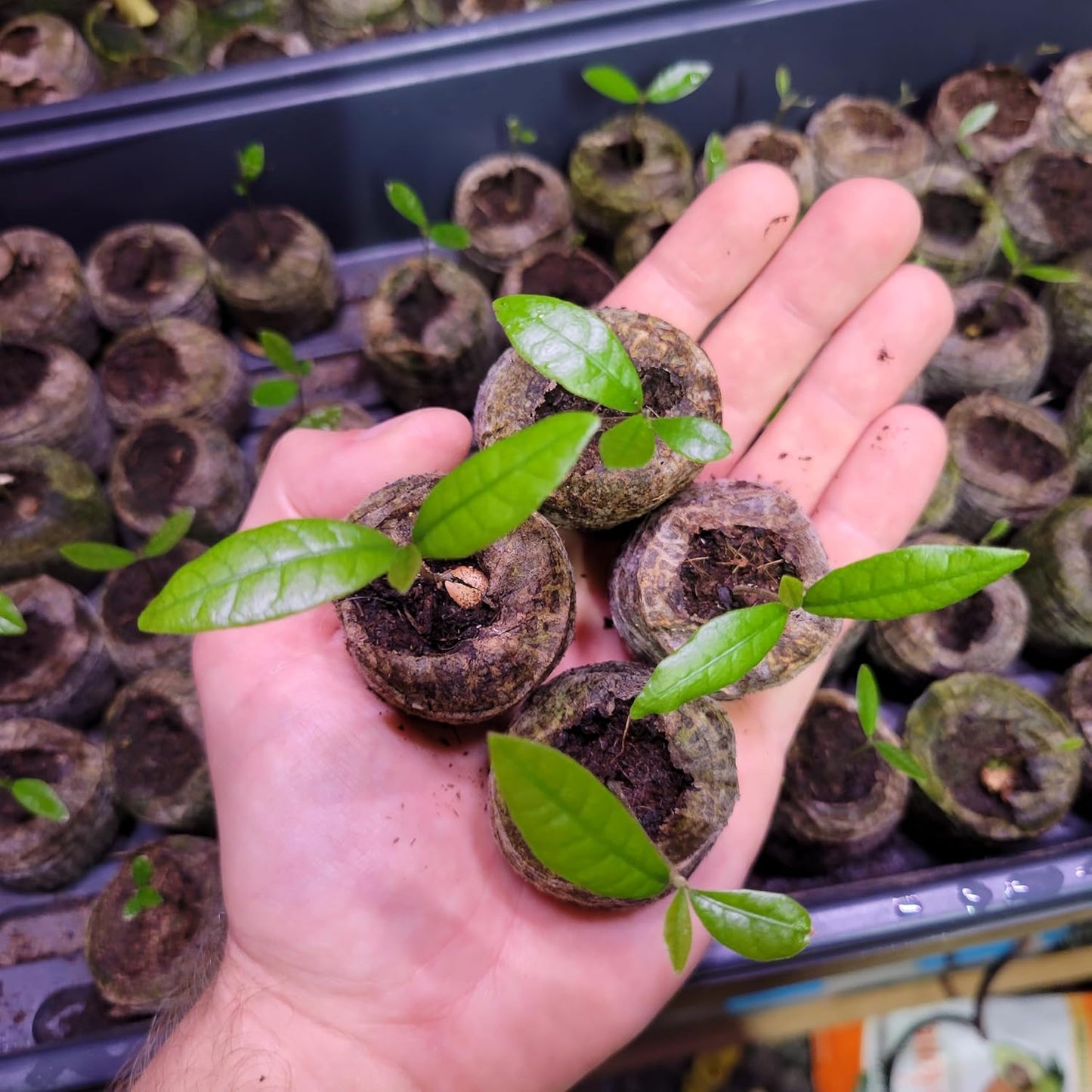 Set of 4 Miracle Berry Plants (Synsepalum dulcificum) - Unique Fruit That Makes Sour Foods Taste Sweet - Live Seedlings for Home or Garden